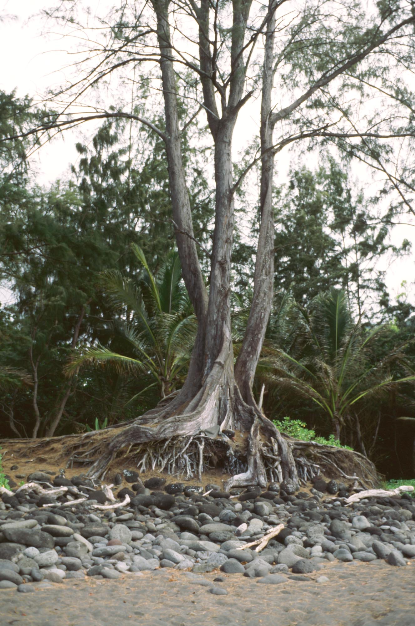 A large tree with exposed roots on the beach